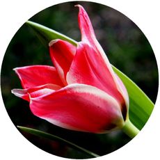 Tulpe-rosa-weiss.jpg
